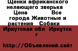 Щенки африканского нелающего зверька  › Цена ­ 35 000 - Все города Животные и растения » Собаки   . Иркутская обл.,Иркутск г.